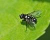 Stevenia sp.